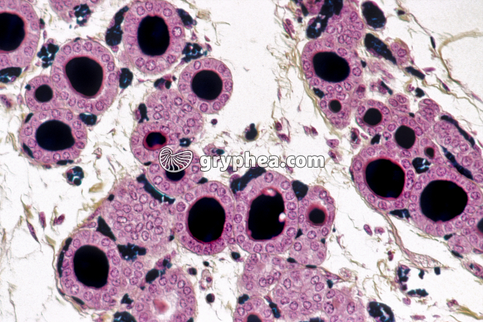 Thyroïde x100 - gryphea.com